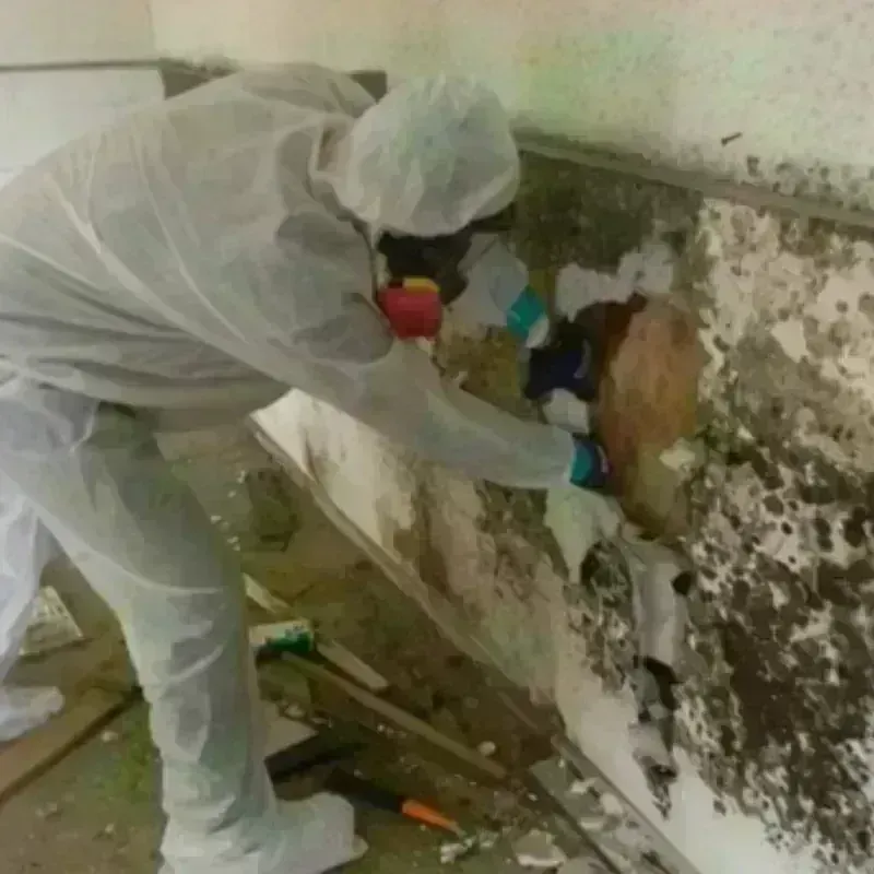 Mold Remediation and Removal in Olean, NY